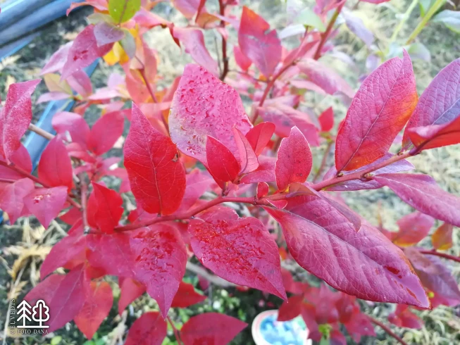 Vaccinium corymbosum   'Bluecrop'